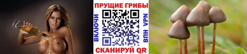 купить  цена  Жуковский  Галлюциногенные грибы мицелий 